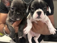 French Bulldog 45 Günlük