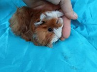 Peruvian Ginepig Yavrularımızı Göremeden Karar Vermeyin