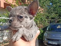 Anne altından eşsiz sağlıklı french bulldoglar