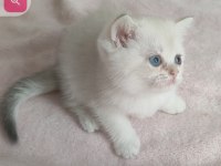 Şafkan British Shorthair