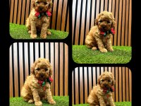 Toy Poodle Yavru Köpeklerimiz
