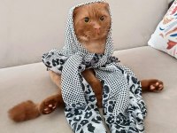 Ücretsiz scottish fold kedisini sahiplendirme