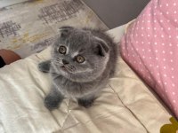 Scottish fold kedimiz bebeklerimiz yeni yuvalarını arıyor