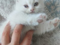 KEDİLERİMİ SAHİPLENDİRMEK İSTİYORUM