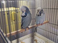 VASIFLI SHOW JUMBO MUHABBET KUŞU TAKIMLAR