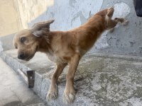 İngiliz cocker köpeğimiz