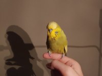 Show Jumbo Muhabbet Kuşu Erkek