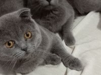 9 aylık erkek dişi british ücretsiz