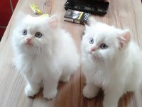 Chinchilla Minnoşlara Acil yuva aranıyor