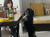 Yavru Köpeklerimiz Miniklerim