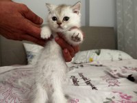 2 Bucuk Aylık Yavrular tek veya toplu Sahiplendirilecek