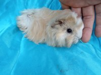Peruvian Ginepig Yavrularımızı Göremeden Karar Vermeyin