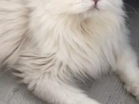 British longhair silver point erkek
