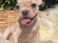 Exotic renk french bulldog yavrularım