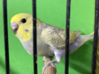 Greywings muhabbet kuşları