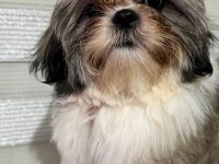 A ŞESECE SHIH TZU ÇOCUKLARIMIZ HAZIR
