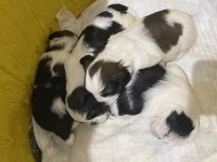 Shih tzu yavru köpeğimizi sahiplendirme