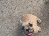 French Bulldog 3 Aylık