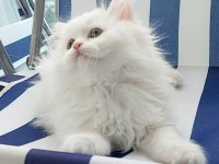 British Longhair kar beyaz prenses
