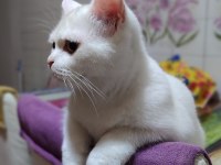 10 aylık beyazım british shorthair