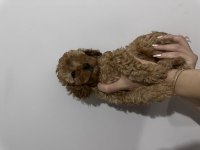 Yavru Toy poodle