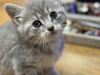 Uysal oyuncu british shorthair yavrumuz