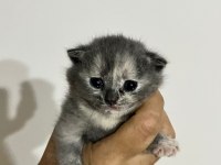 10 günlük yavrular scottish fold