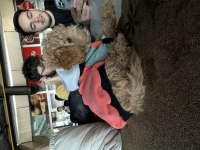 4 aylık toy poodle