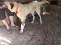 Sahibinden orijinal beş aylık erkek kangal köpeği