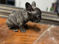 Sütten kesilmiş saf kanlı french bulldog