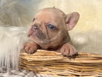 Renkli Gözlü Irk Garantili Şecereli French Bulldog Yavrular