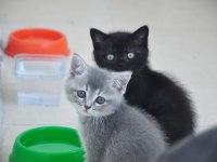 3 adet yavru kedimizi sahiplendireceğiz
