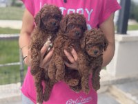 Redbrown kore toy poodle yavrularımız