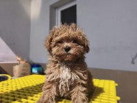 Toy poodle yavrular