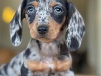 MİNİ DACHSHUND BLUE MERLE AŞILI BEBEĞİMİZ GARANTİLİ