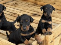 Premıum Doberman Yavruları
