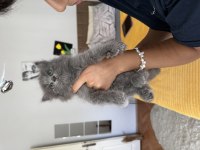 British shorthair