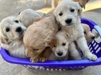 Golden Retriever Baby Face Yavrularımız