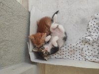 Kedimize acil yuva arıyoruz