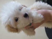 A kalite maltipoo yavrular