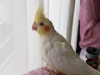 8 aylık evcil lutino sultan papağanı