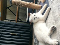 6 aylık erkek scottish shorthair silver point oğlum