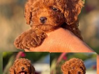 Aşılı Çiş Eğitimli Kore Poodle Bebekler