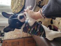 OYUNCU SEVGİ DOLU SAFKAN ERKEK FRENCH BULLDOG