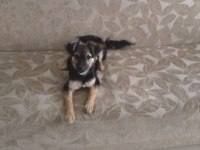 Çok sevecen ve sağlıklı pinscher