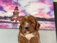Hem şeker hemde kıvır kıvır maltipoo