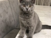 Alerji nedeni ile acil sahiplendirme british longhair