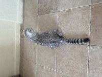 5 Aylık Dişi Scottish Fold