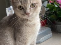 british shorthair Yavrumuz yeni yuvasını bekliyor