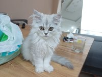 Dişi British Longhair